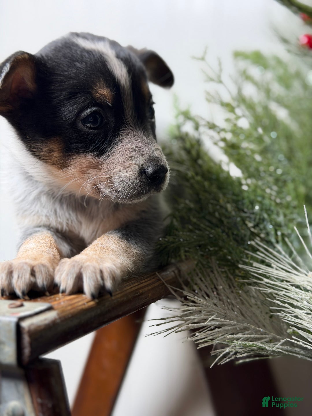 Australian Cattle Dog dogs for sale: Australian Cattle Dog Puppy 10 - Ad 3