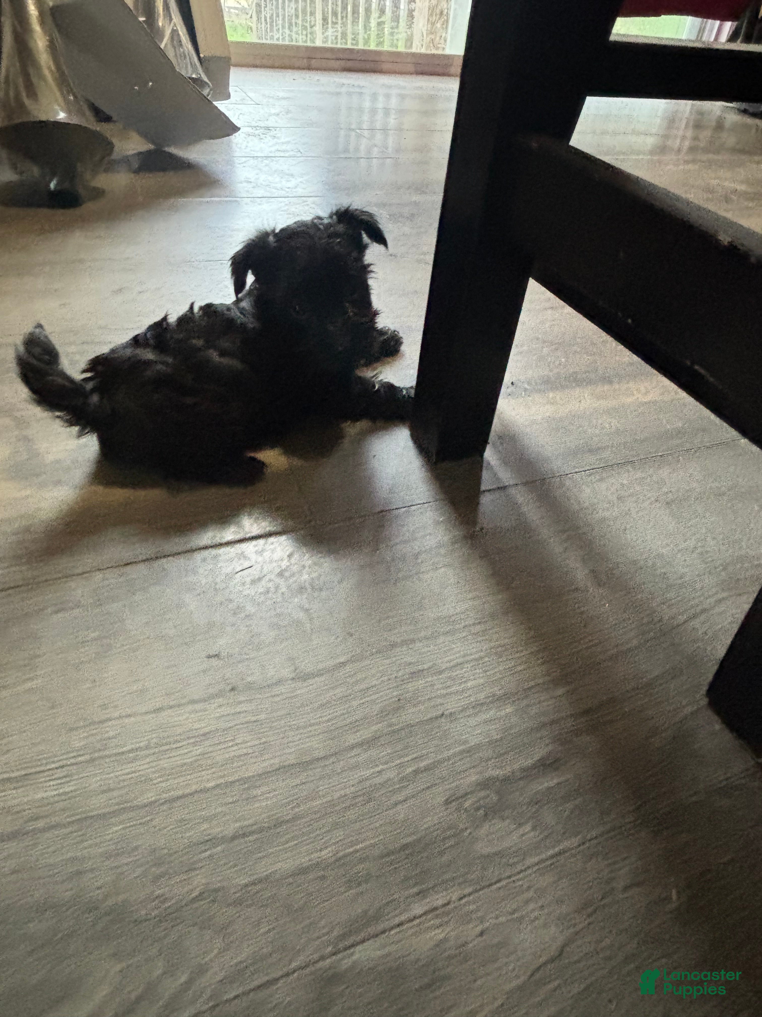Mixed Breed dogs Mixed Breed Puppy 4 - Ad 4