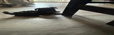 Mixed Breed Puppy 4
