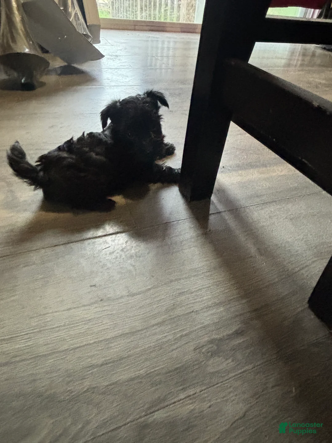 Mixed Breed dogs for sale: Mixed Breed Puppy 4 - Ad 1