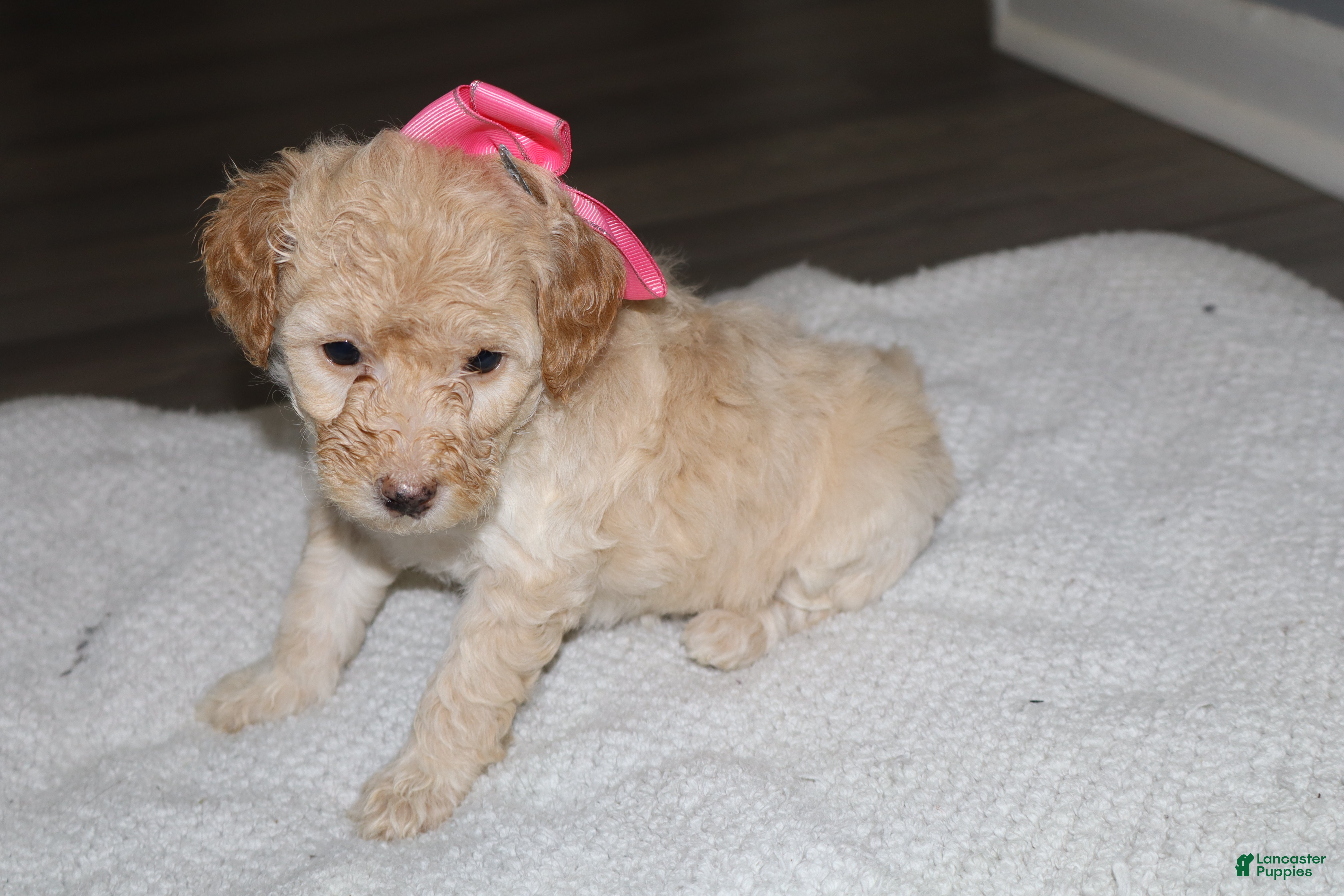 Miniature Poodle dogs Miniature Poodle Puppy 6 - Ad 2
