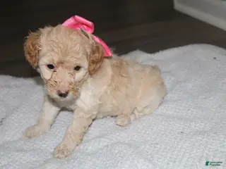 Miniature Poodle dogs Miniature Poodle Puppy 6 - Ad 2