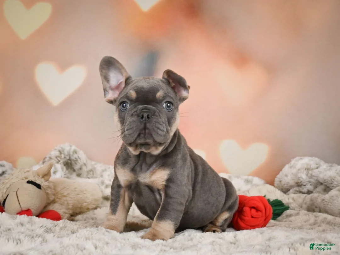 French Bulldog dogs for sale: Aaron - Ad 12