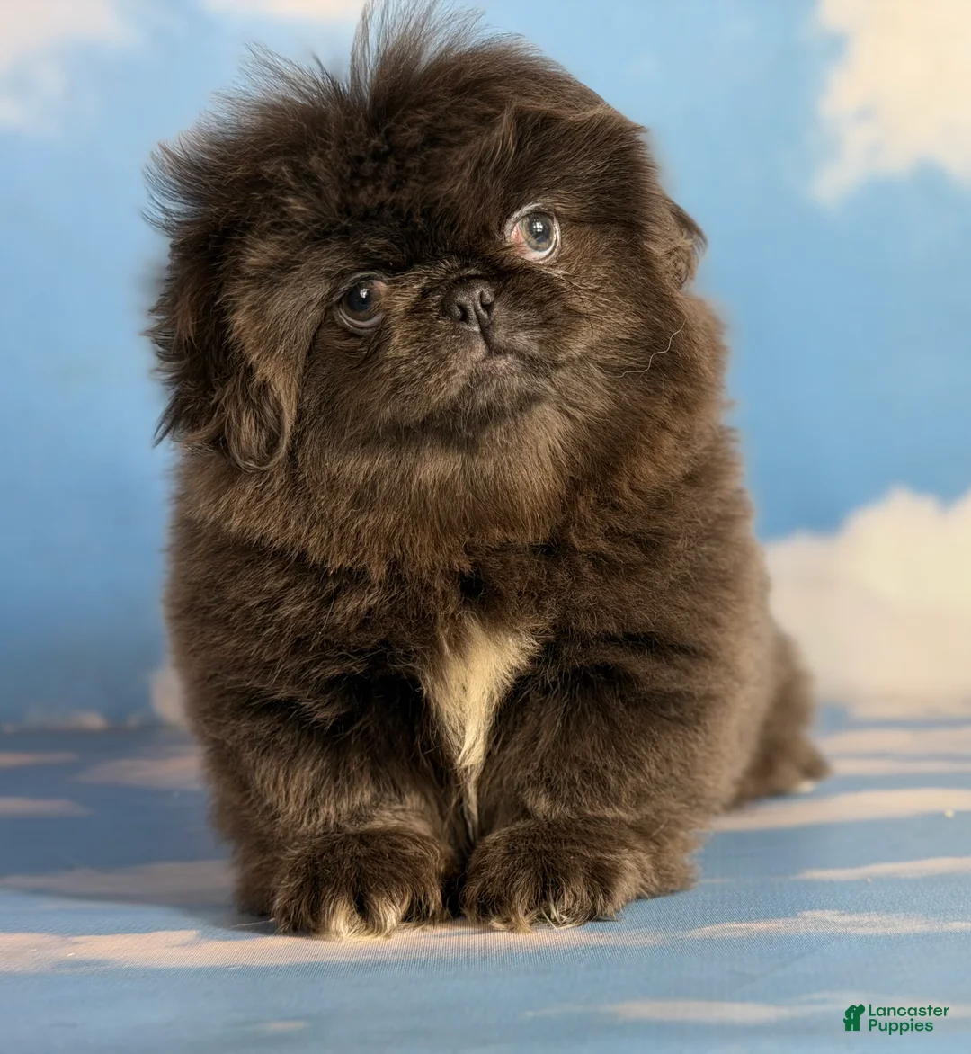 Pekingese dogs for sale: Akc DNA OFA Blue boots  - Ad 1