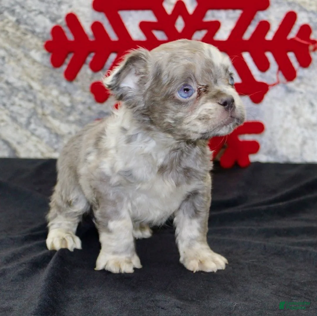 French Bulldog dogs for sale: Nate - Ad 4