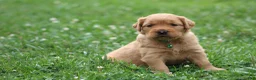Golden Retriever dogs for sale: Indie - Ad 2