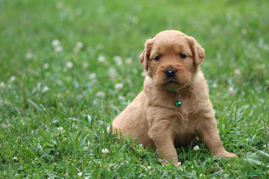 Golden Retriever dogs for sale: Indie - Ad 2