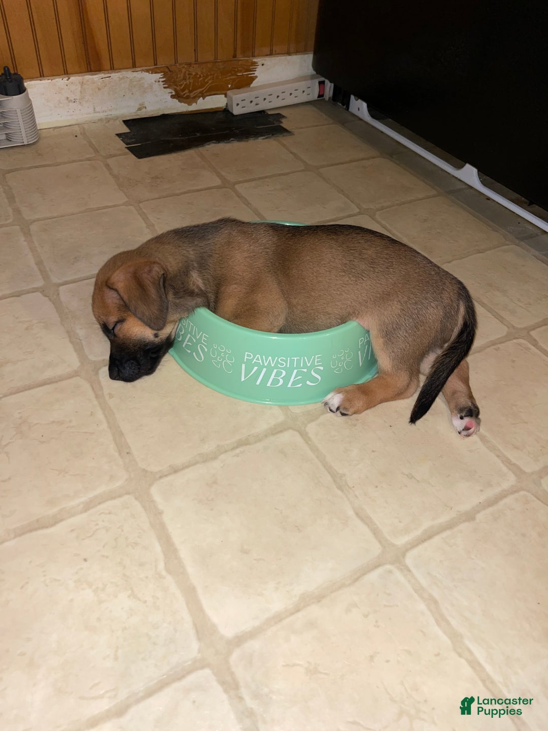 Mixed Breed dogs for sale: Chili - Ad 2