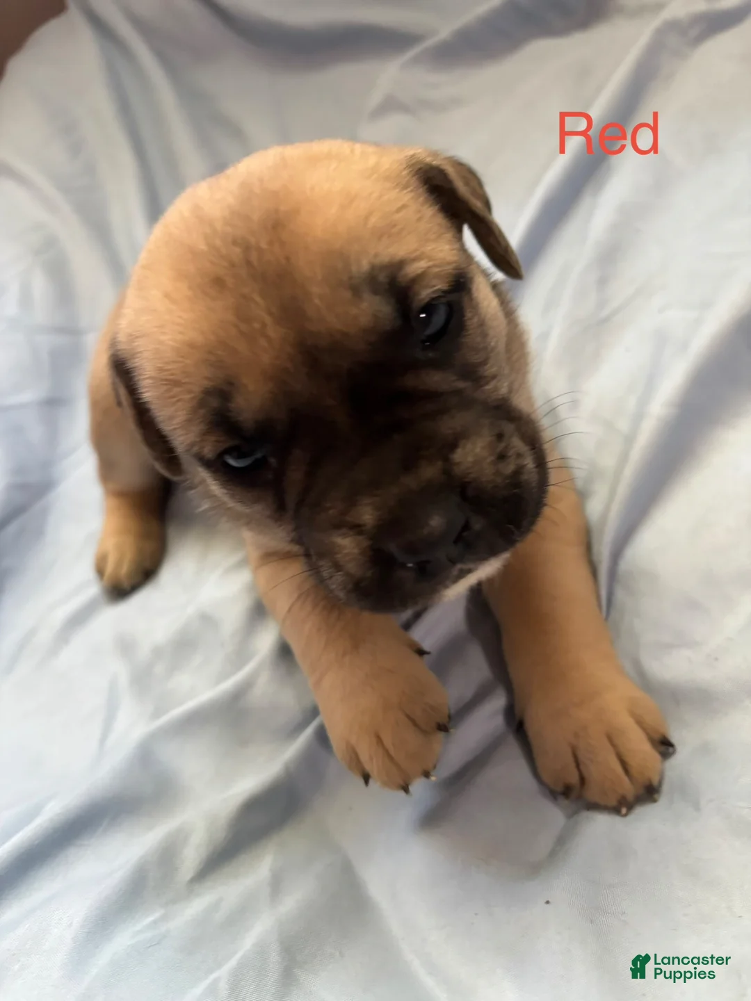 English Mastiff dogs for sale: Red - Ad 1