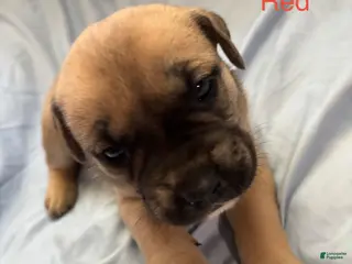 English Mastiff dogs Red - Ad 7