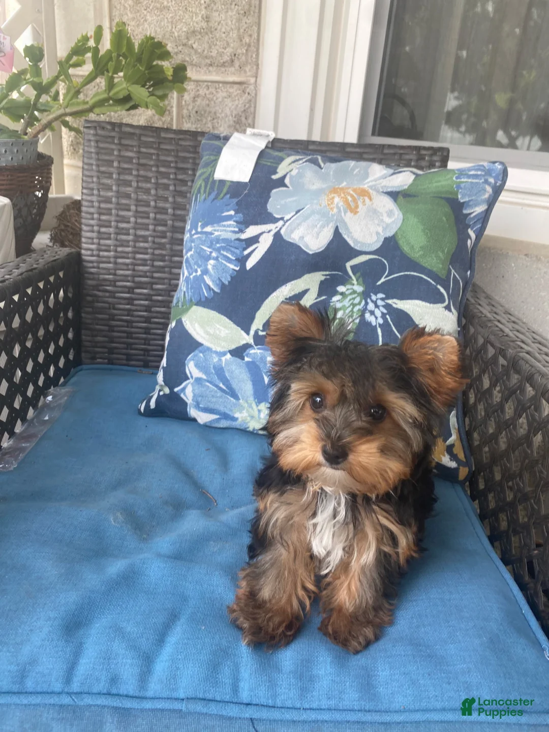 Yorkshire Terrier dogs for sale: Sasha - Ad 2