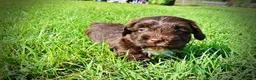 Havapoo dogs for sale: Hershey - Ad 20