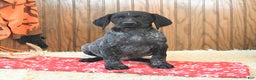 German Shorthaired Pointer dogs for sale: Dakota - Ad 3