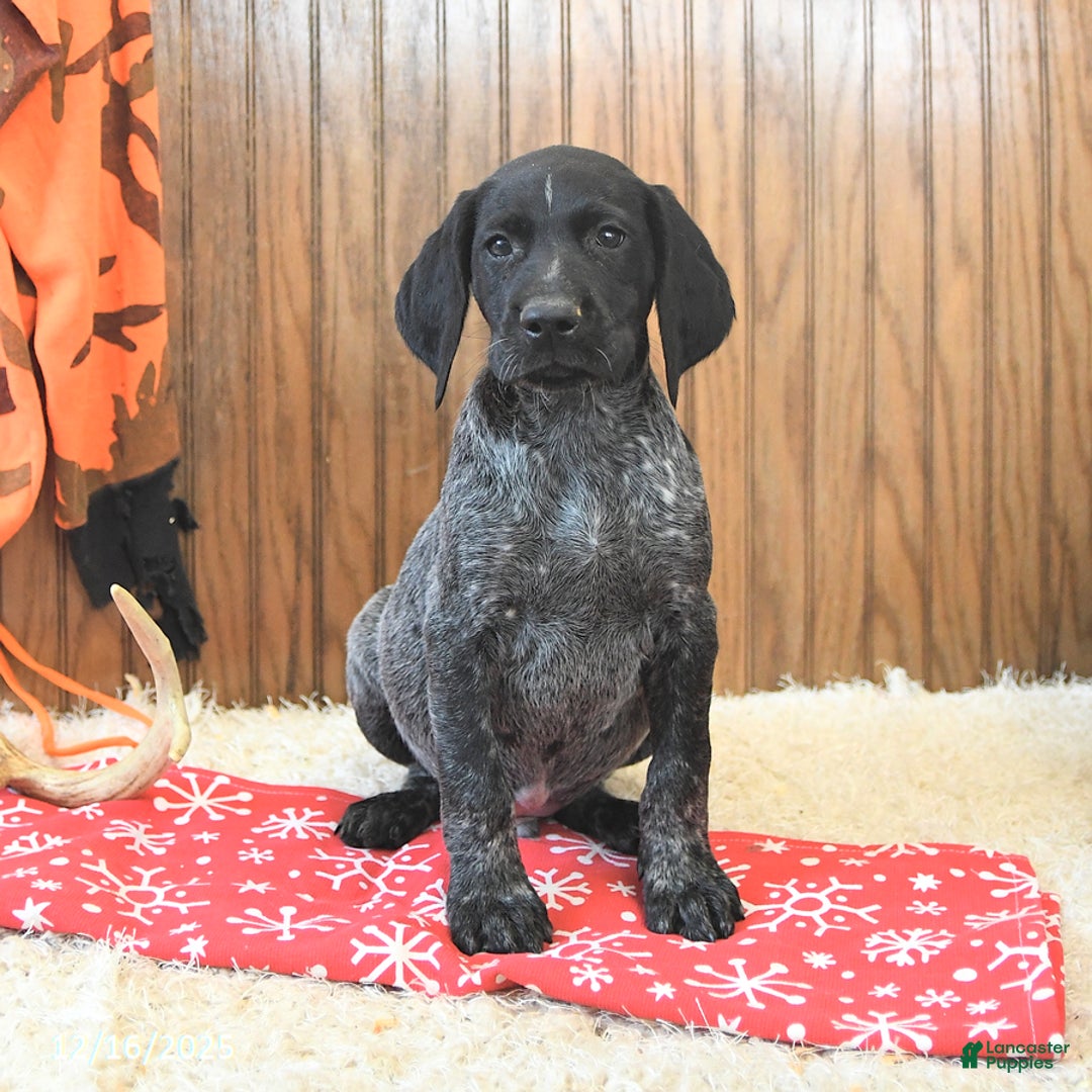 German Shorthaired Pointer dogs for sale: Dakota - Ad 3