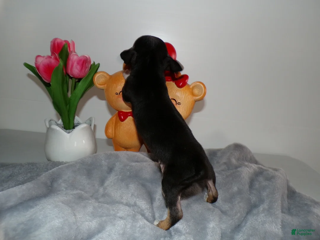 Chihuahua dogs for sale: Chihuahua Puppy 5 Lori - Ad 2