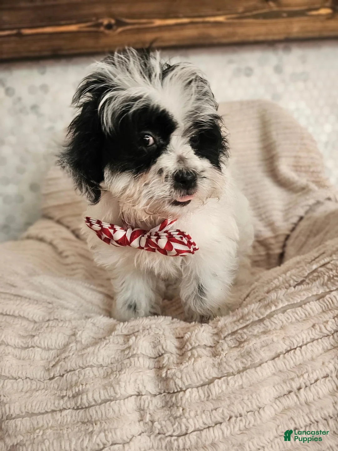 Shihpoo dogs for sale: Beau - Ad 4