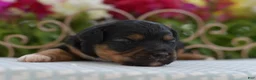 Aussiedoodle dogs for sale: Sweetie  - Ad 13