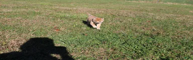 Shiba Inu Puppy 2