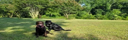 Labrador Retriever dogs for sale: Red - AKC English Lab - Ad 5