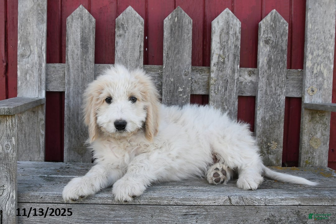 Bernedoodle dogs for sale: Boomer - Ad 5