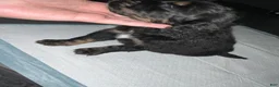 Bernedoodle dogs for sale: Panther - Ad 4