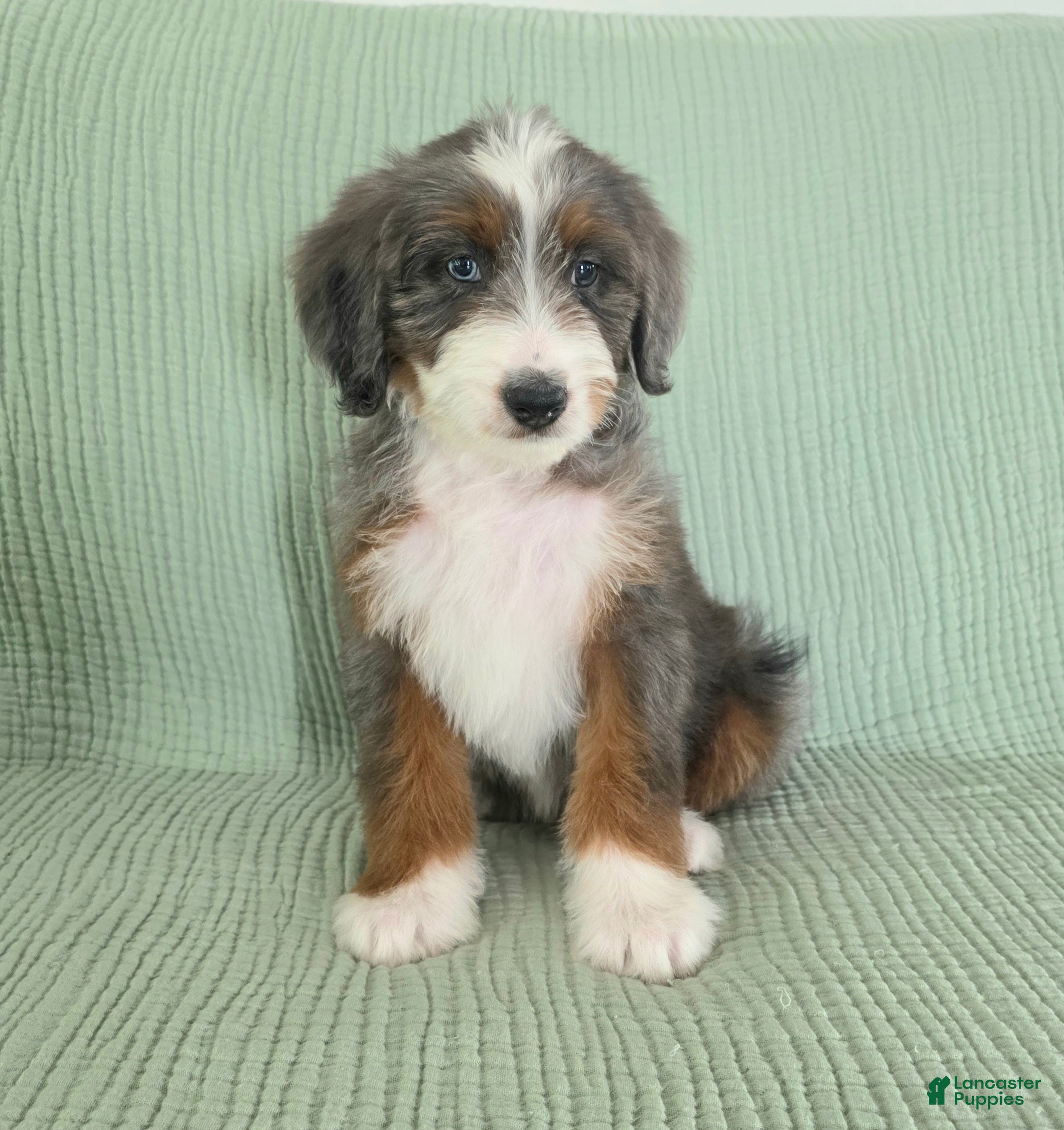 Bernedoodle dogs Axel - Ad 1