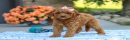 Cavapoo dogs for sale: Felecia - Ad 1