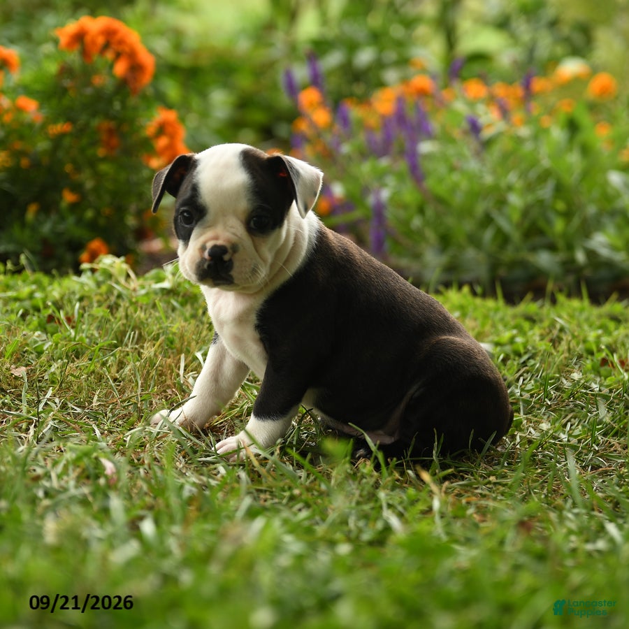 Boston Terrier dogs Sibusiso - Ad 2