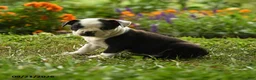 Boston Terrier dogs for sale: Sibusiso - Ad 2