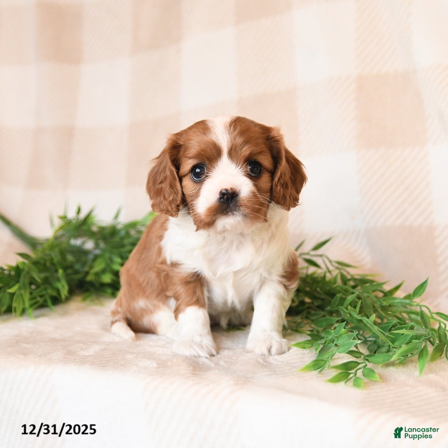Cavalier King Charles Spaniel dogs Sweetie - Ad 9