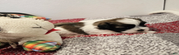 Shih Tzu dogs for sale: Archie Ckc - Ad 3