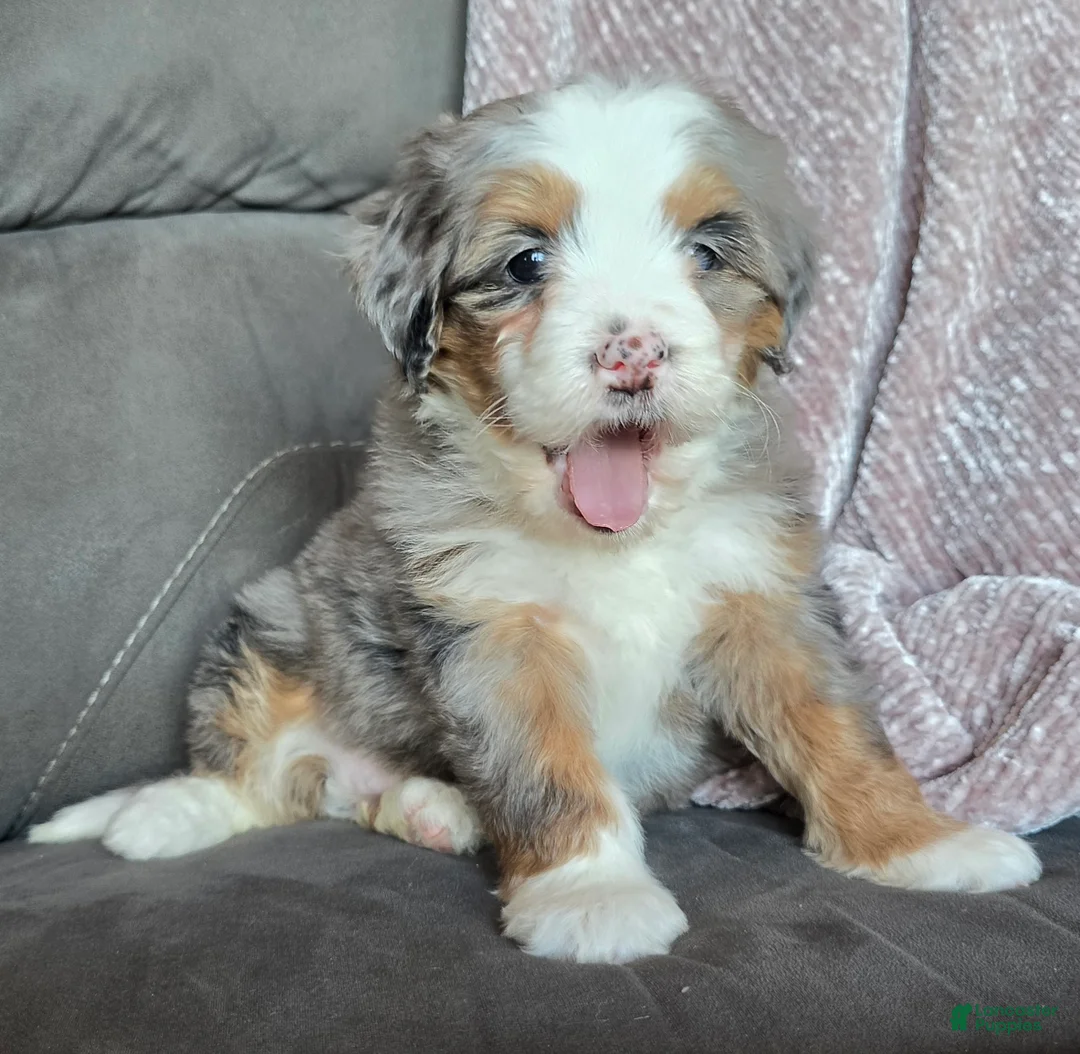 Mini Bernedoodle dogs for sale: Mini Oakley - Ad 8