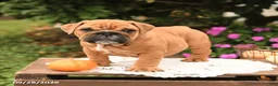 English Bulldog dogs for sale: Finn - Ad 3