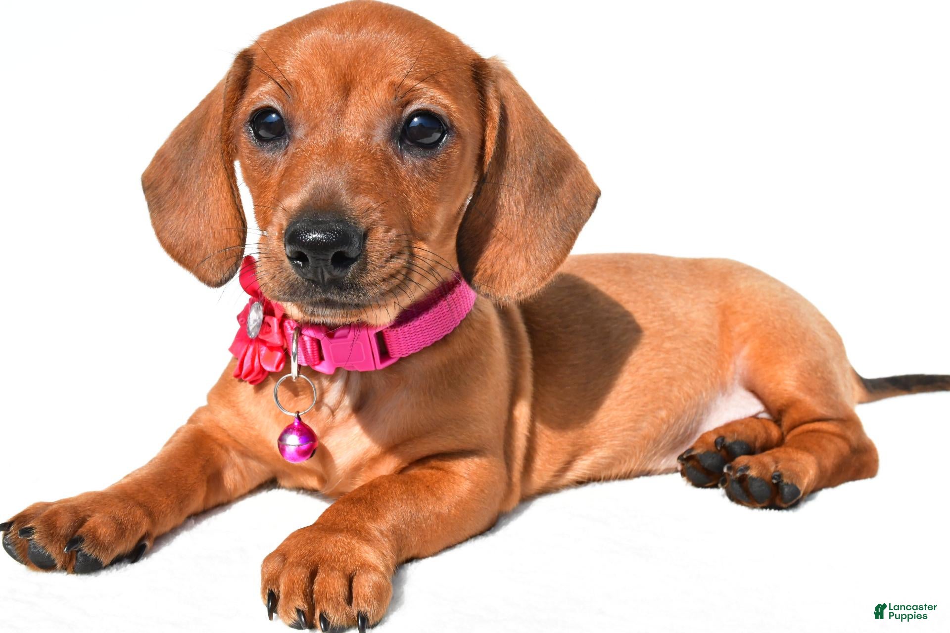 Miniature Dachshund dogs Jenny - Ad 1