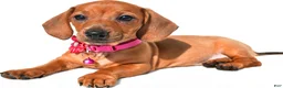 Miniature Dachshund dogs for sale: Jenny - Ad 1