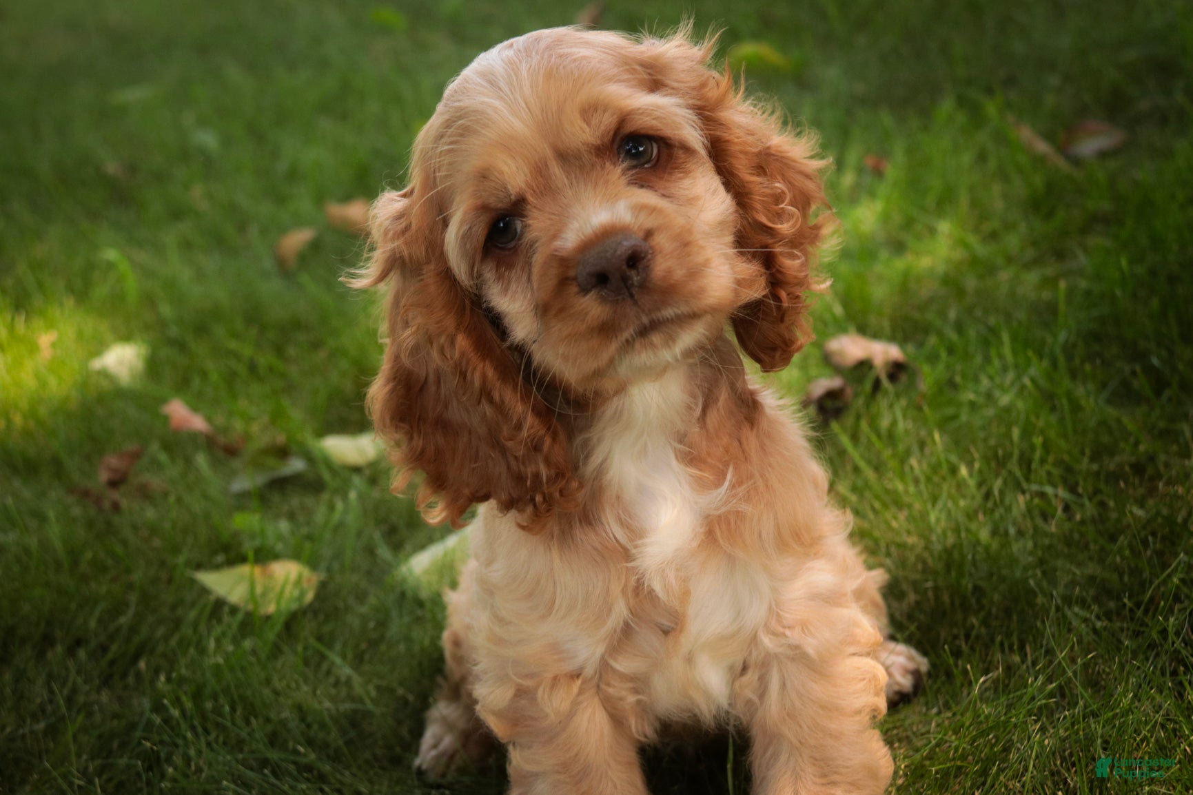 Cocker Spaniel dogs  Anna Cocker Spaniel  - Ad 1