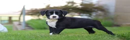 Boxer dogs for sale: London - Ad 1