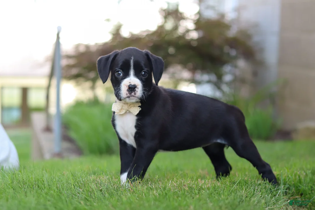 Boxer dogs for sale: London - Ad 1