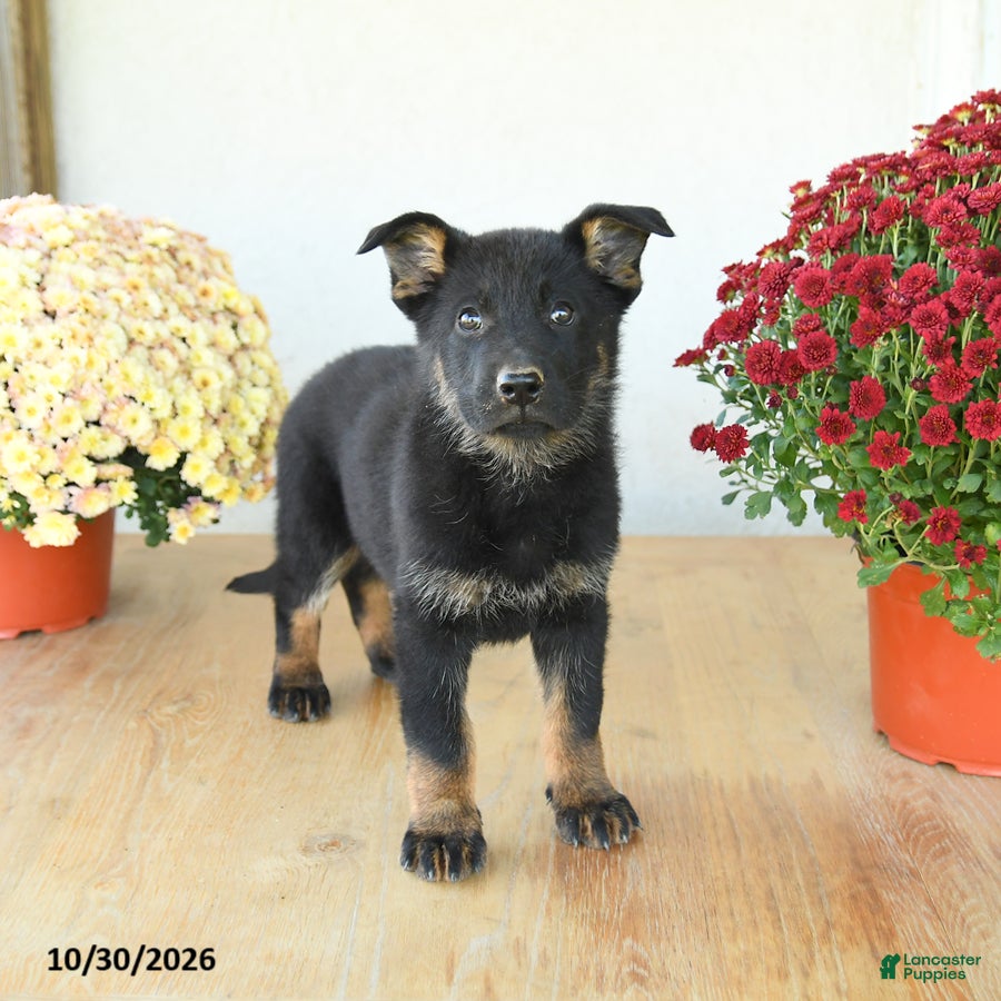 Mixed Breed dogs for sale: Gabby - Ad 1