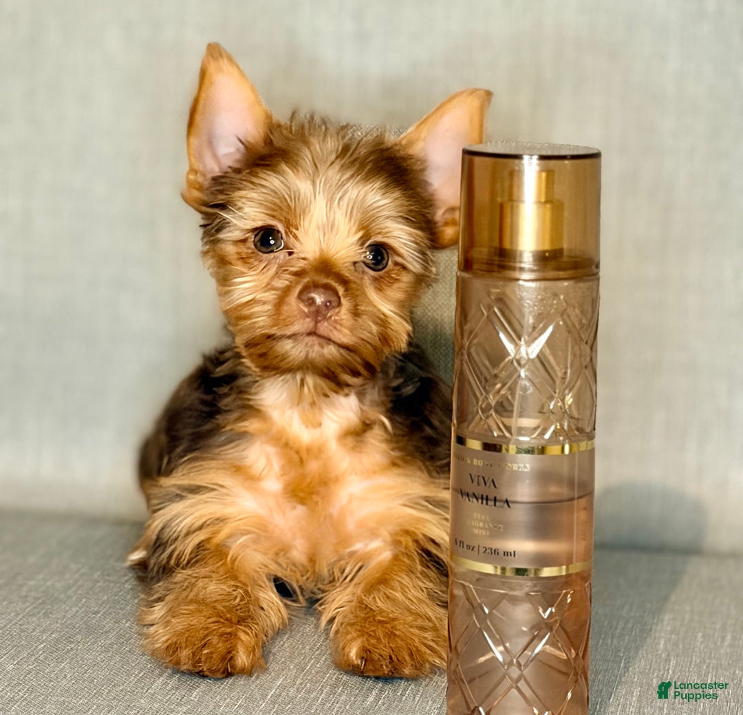 Yorkshire Terrier dogs for sale: Jewel *GET NOW* PAY LATER* - Ad 2