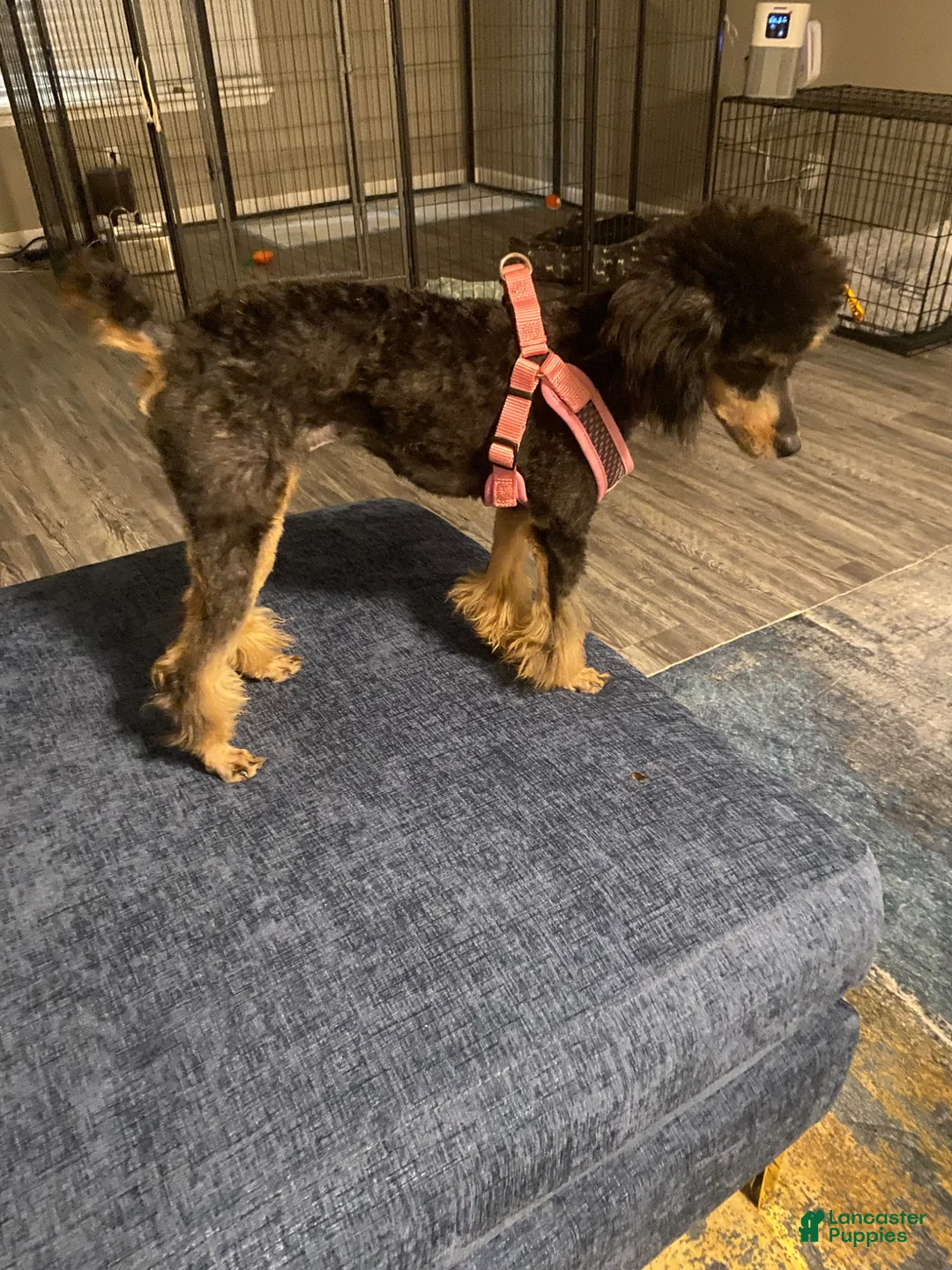 Toy Poodle dogs for sale: Toy Poodle Puppy 2 - Ad 2