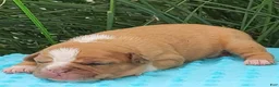 Beabull dogs for sale: Sunny - Ad 1