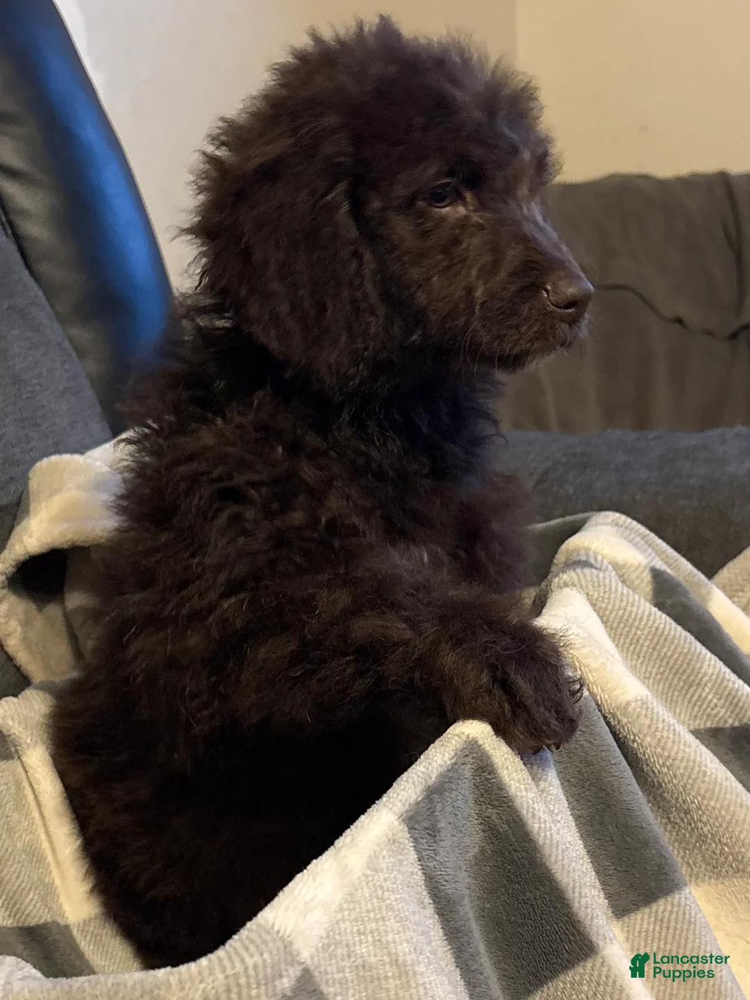 Aussiedoodle dogs for sale: Ariel - Ad 1
