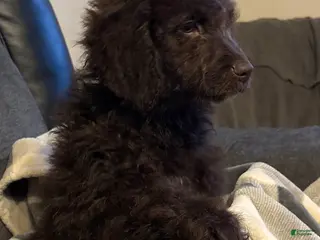 Aussiedoodle dogs Ariel - Ad 7