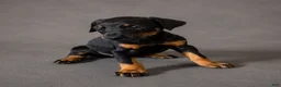 Doberman Pinscher dogs for sale: Alduin - Ad 2