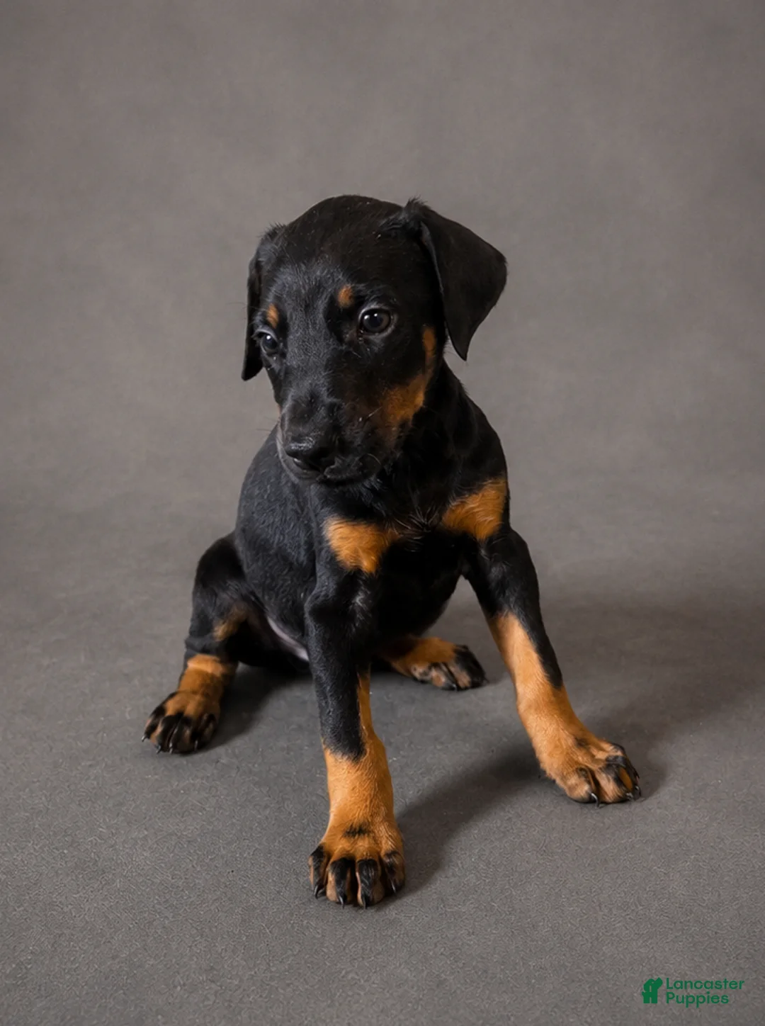 Doberman Pinscher dogs for sale: Alduin - Ad 2