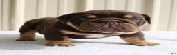 English Bulldog dogs for sale: Bucky - Ad 6