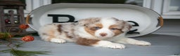 Australian Shepherd dogs for sale: Momo - Ad 2