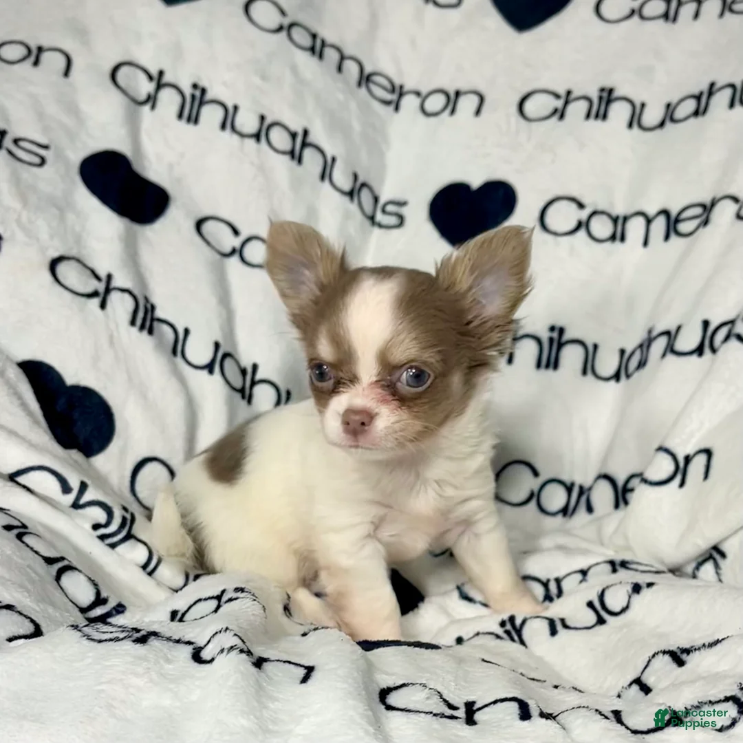 Chihuahua dogs for sale: Tiny Izzy Lavender LC - Ad 11