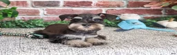 Miniature Schnauzer dogs for sale: SpongeBob - Ad 4